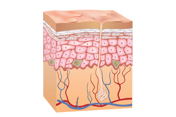 Structure of the skin and its protective mechanisms